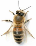 European honey bee on white background