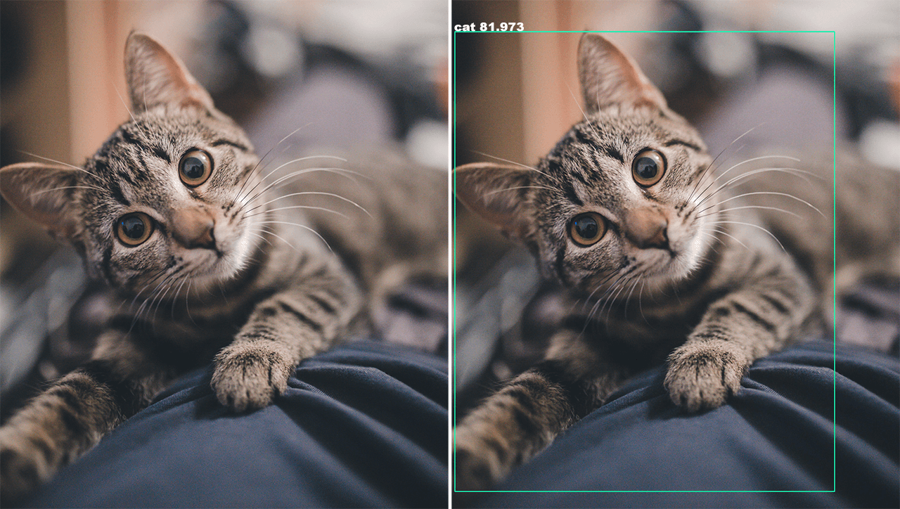Cat before and after