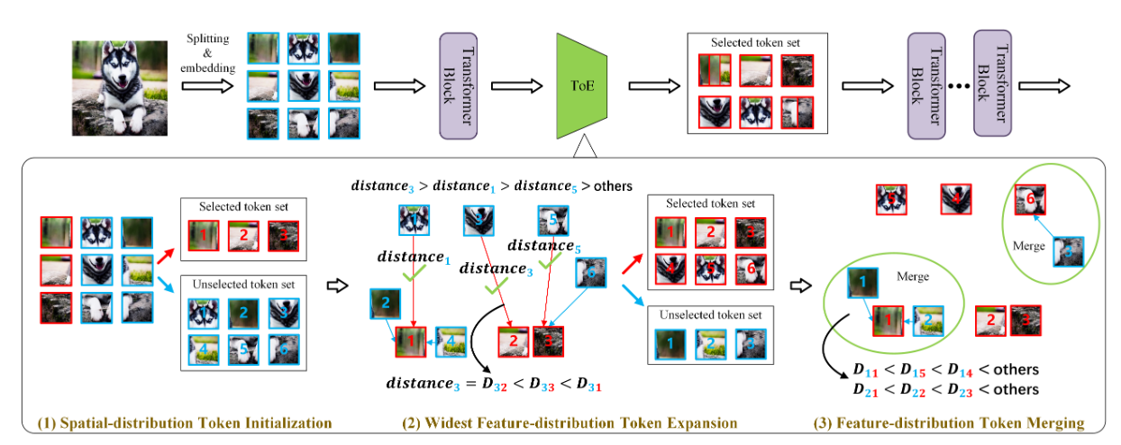 基于Token Expansion的高效Transformer训练方法