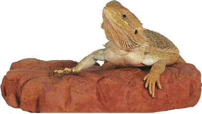 Warm Rock, Warm Lizard