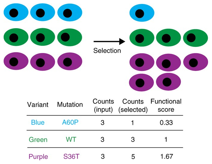 A diagram of a DMS experiment from the paper Deep mutational scanning: a new style of protein science