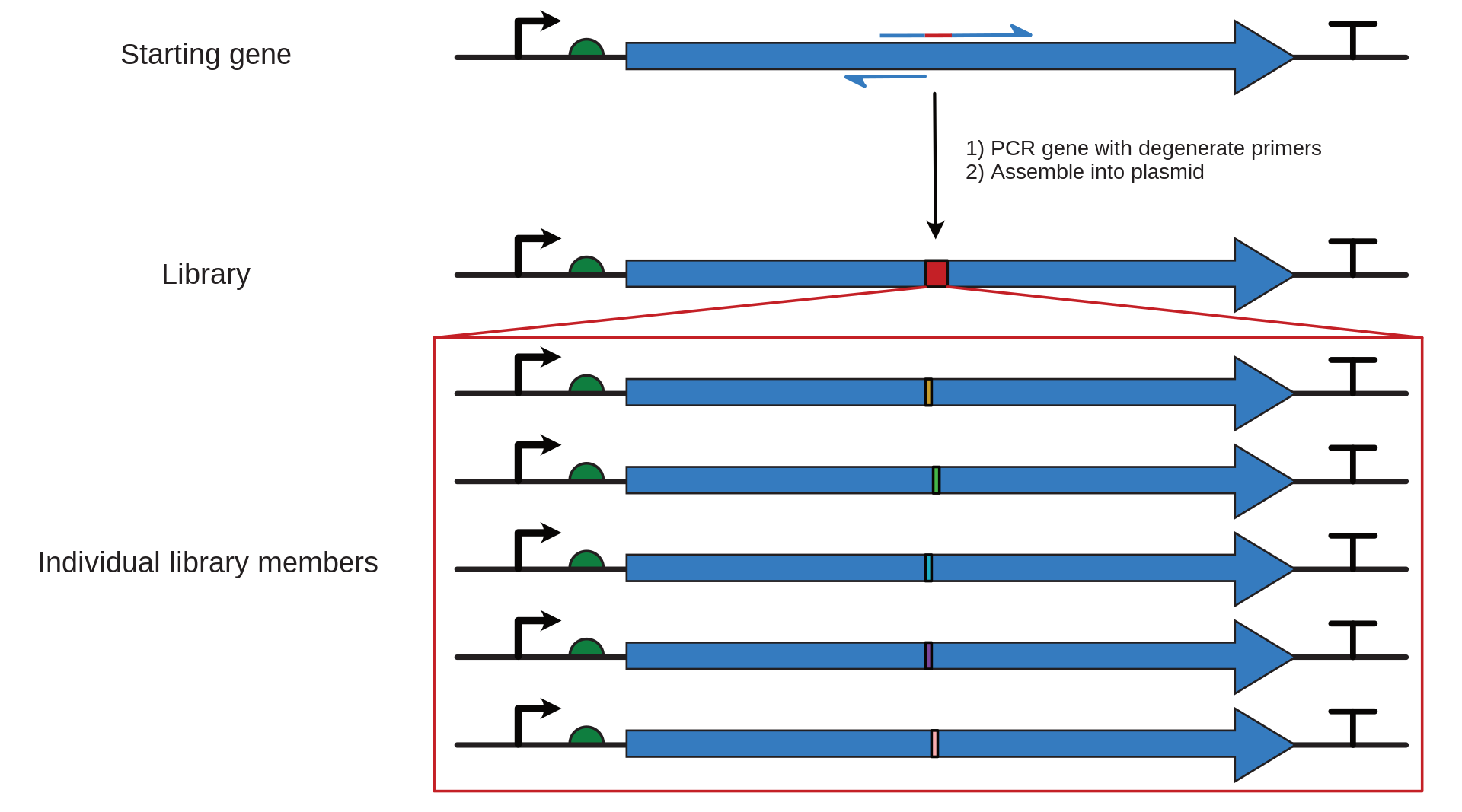 Site directed mutagenesis library cloning steps