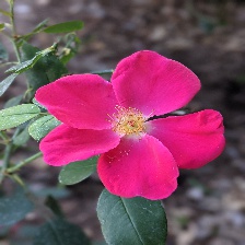 Other Flower