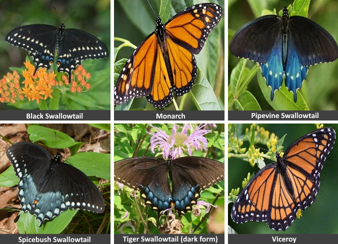 Images of Black, Monarch, Pipevine, Spicebush, Tiger and Viceroy butterflies from the dataset