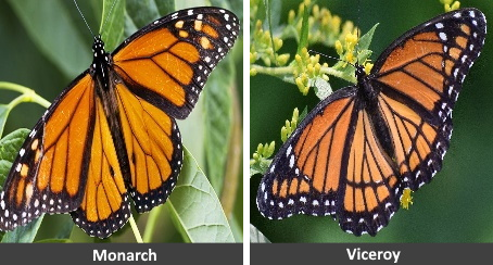 Images of Monarch and Viceroy butterflies from tiny dataset