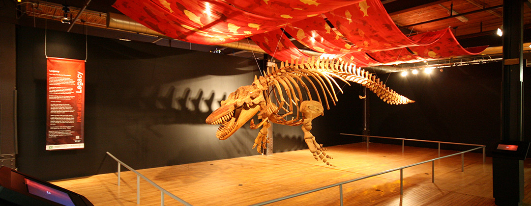 Legacy - Life-sized killer whale skeleton carved from reclaimed cedar
