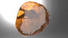 Amber Fossil Relic