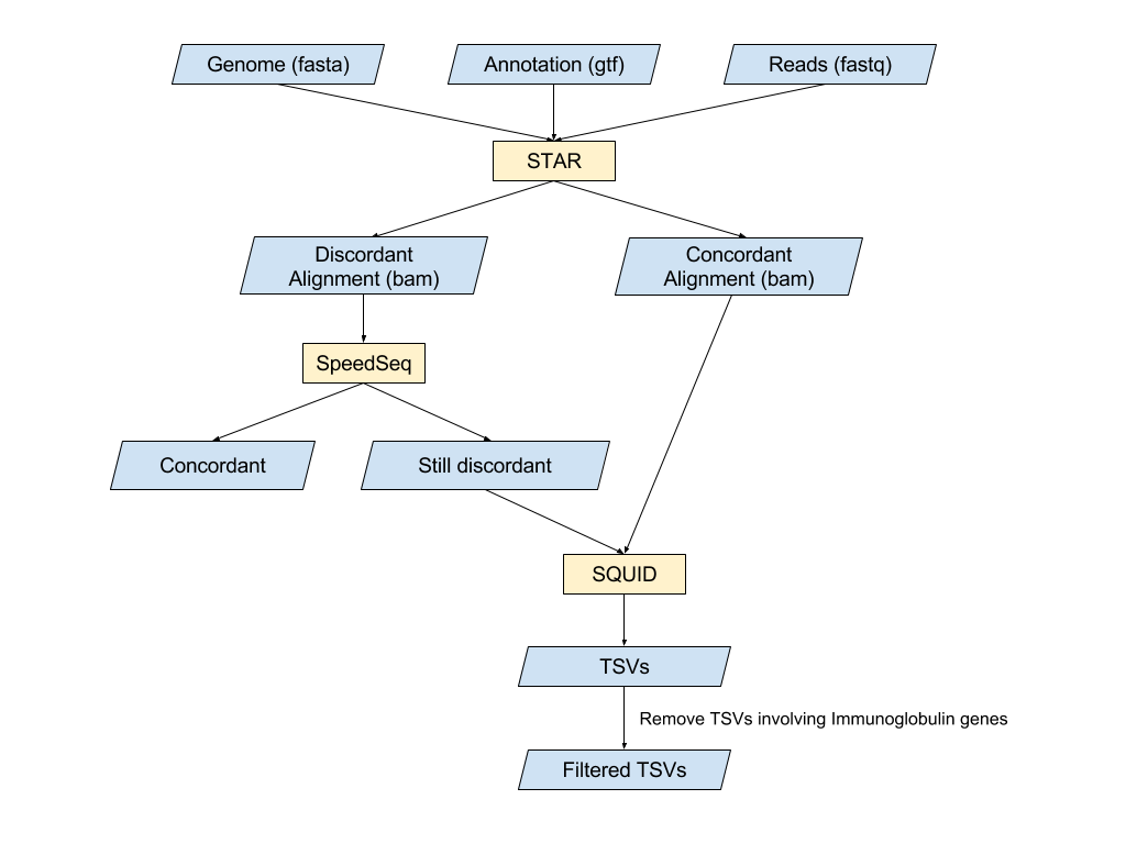 image of workflow with studied cell line