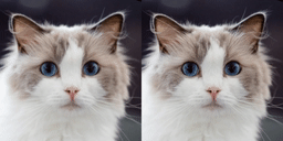 ./assets/docs/inference-animals.gif