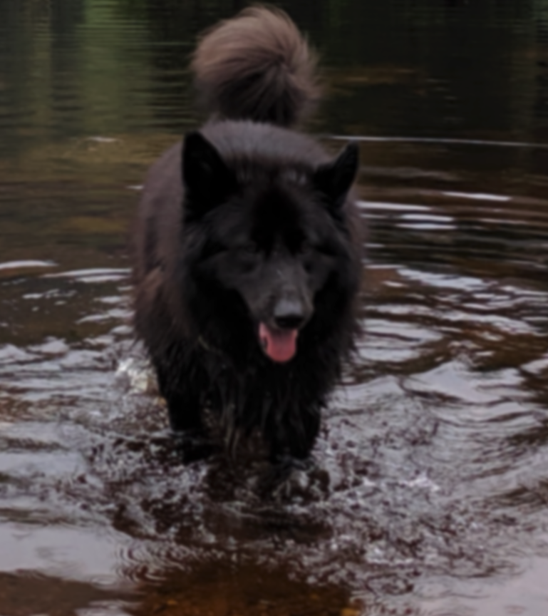 Dog in Lake with a gaussian blur with a sigma of 2 applied