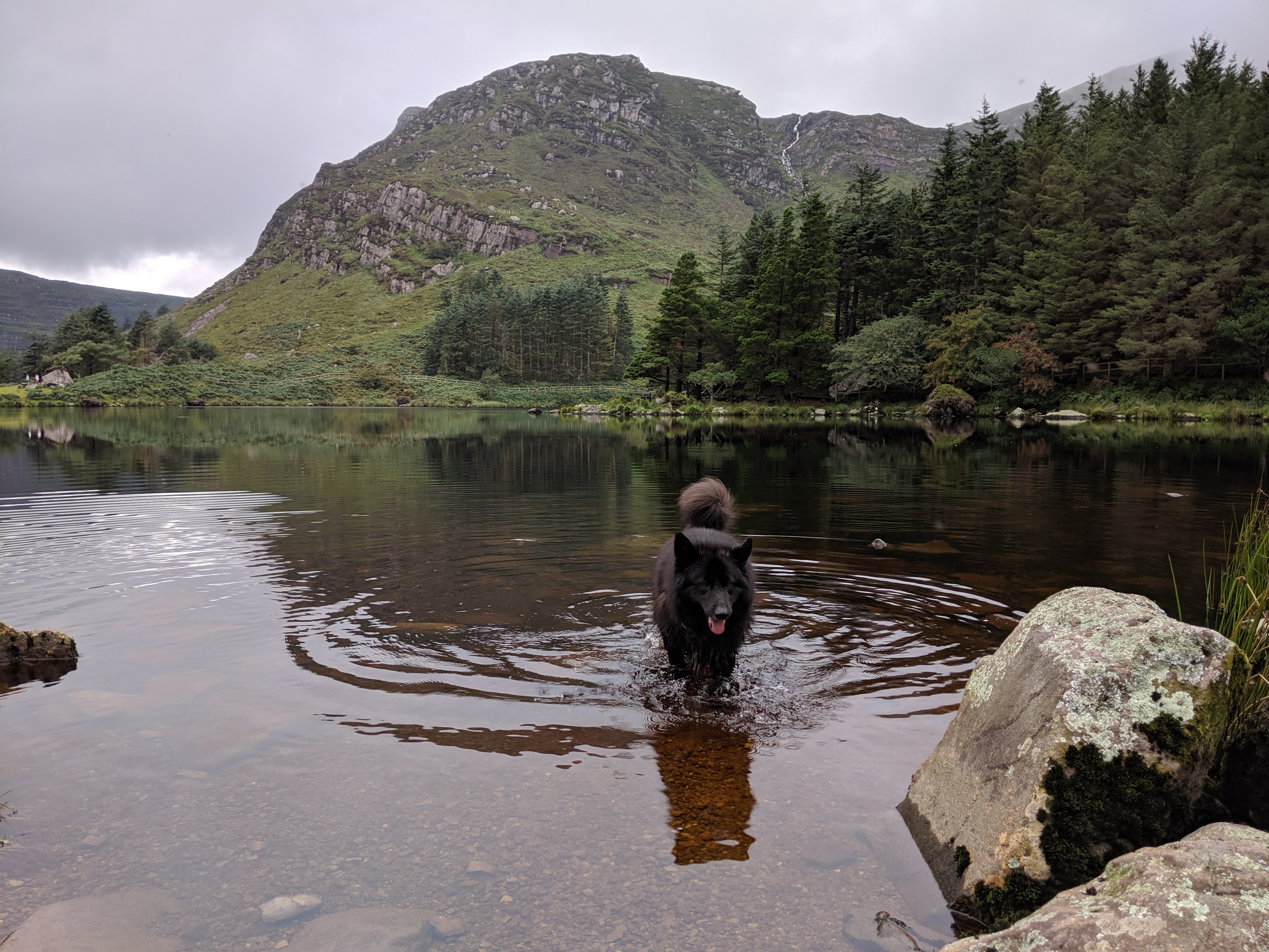 Dog in Lake