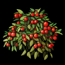 berries berries