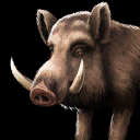 boar