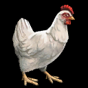 chicken