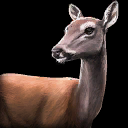 deer deer