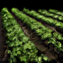 farm