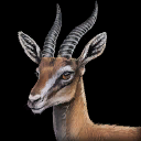gazelle