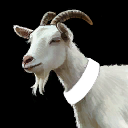 goat