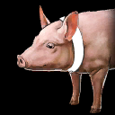 pig pig