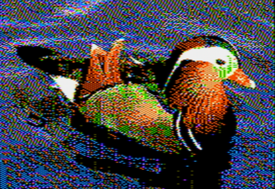 Mandarin duck