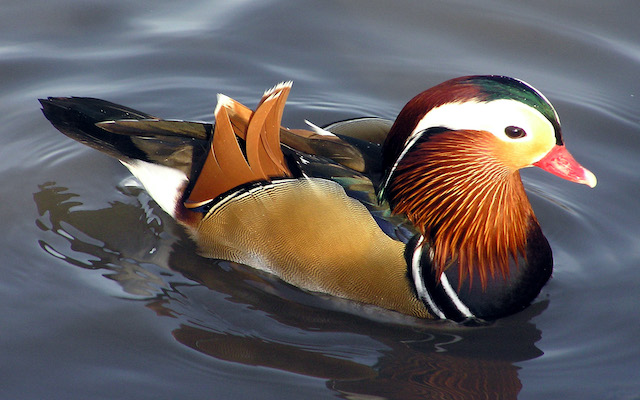 Mandarin duck