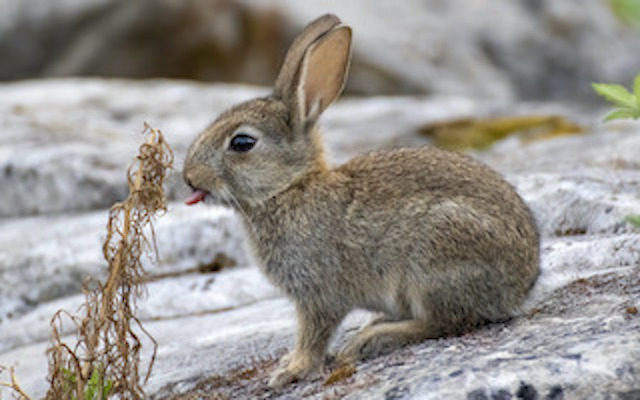 European rabbit kitten