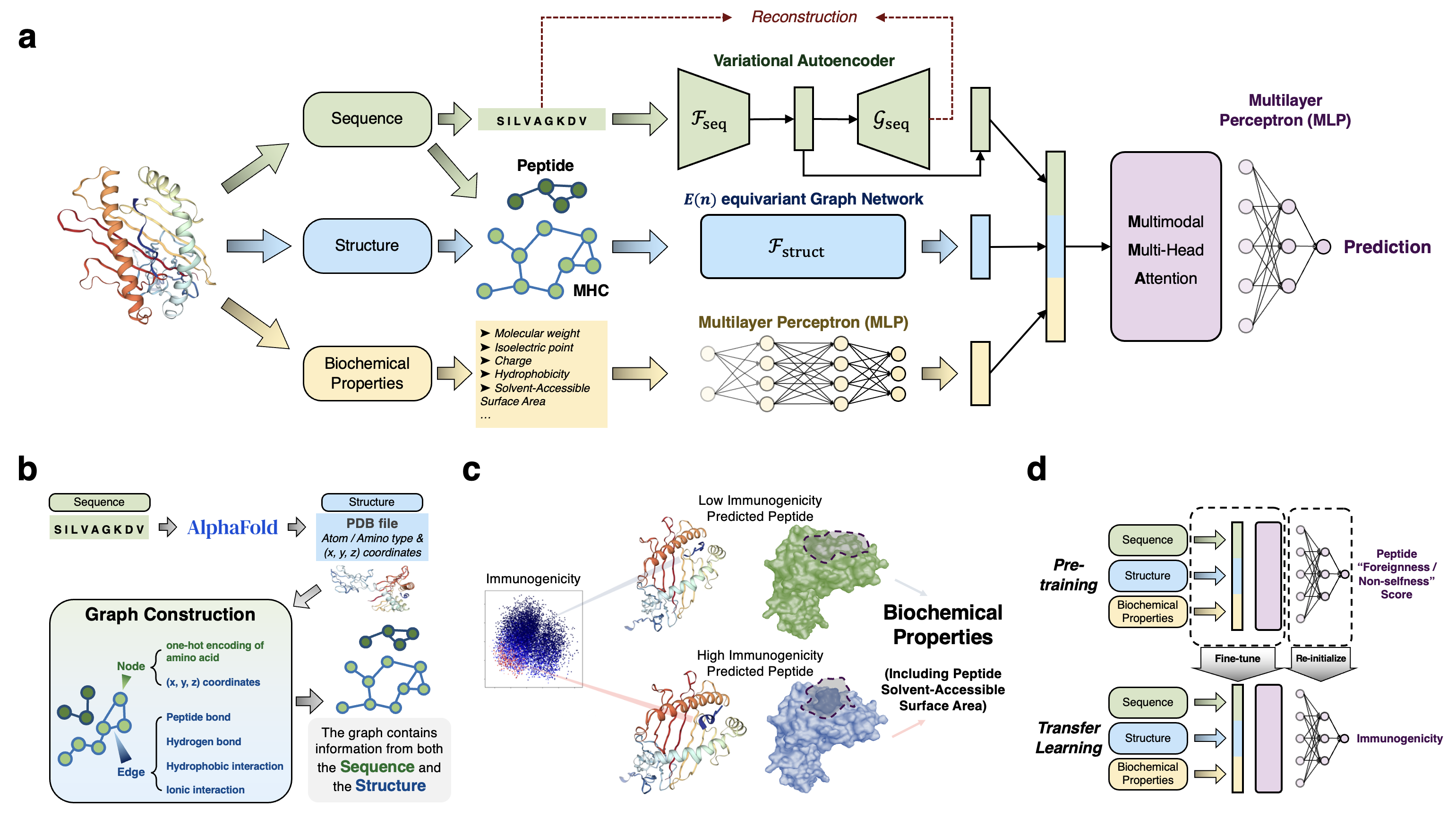 ImmunoStruct Architecture