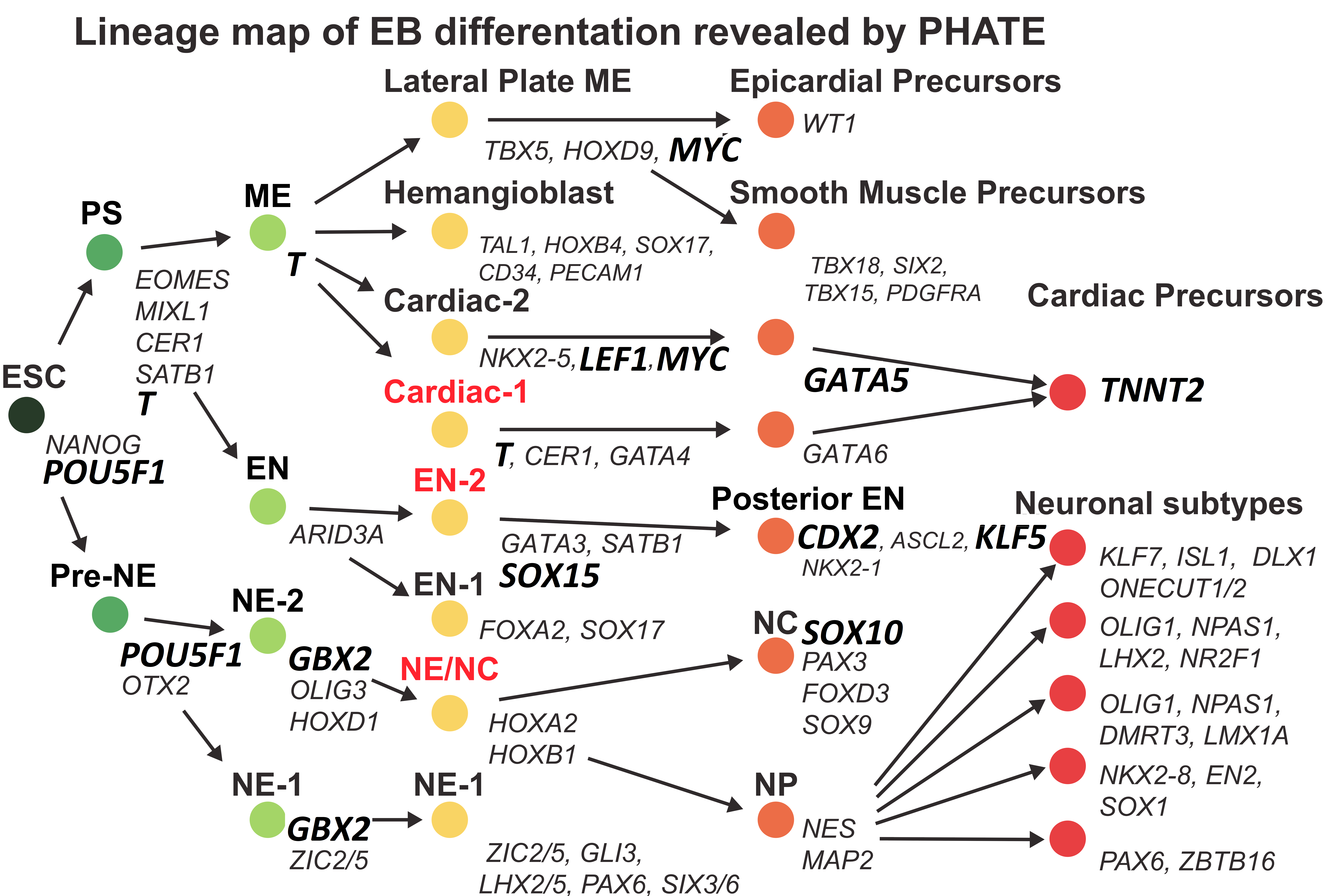 EB lineage map