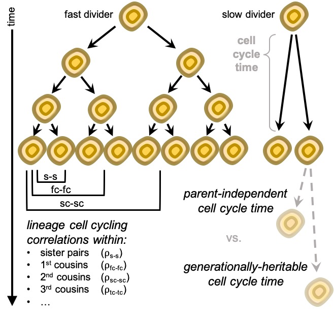 Cancer Stem Cell vs Clonal Evolution Hypotheses