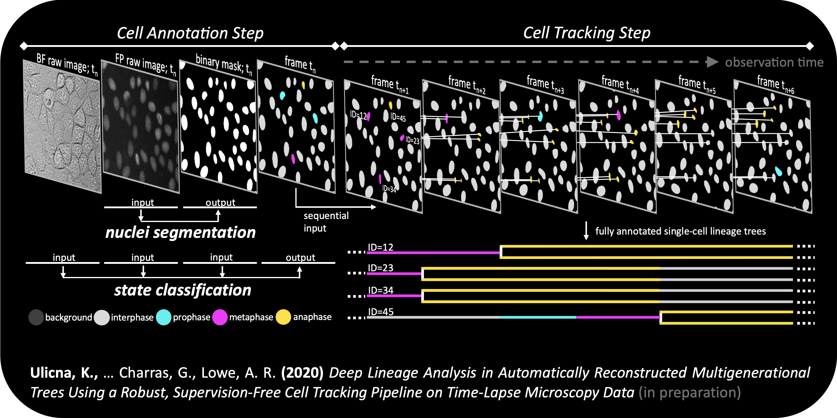 Segmentation, Classification & Tracking Pipeline