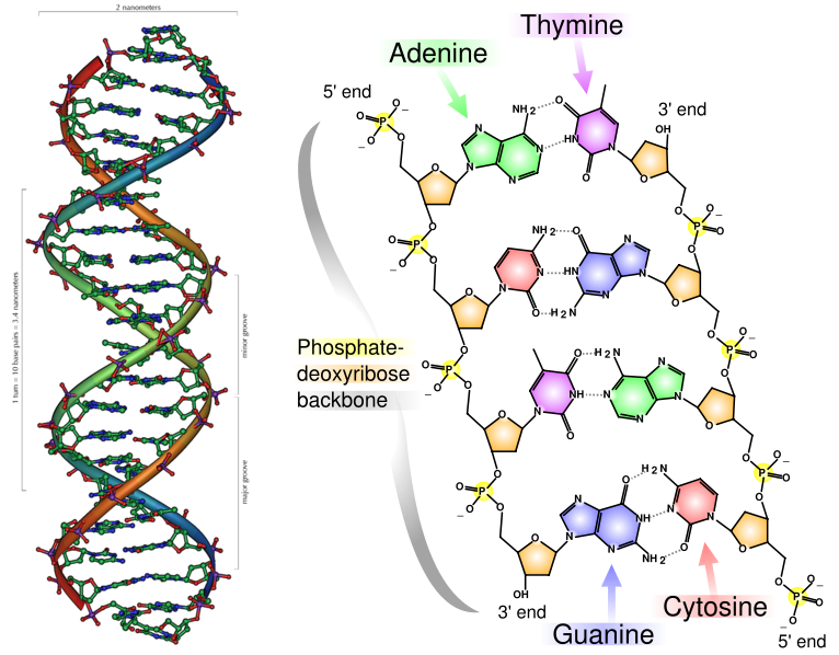 DNA_physical_and_chemical_structure.png