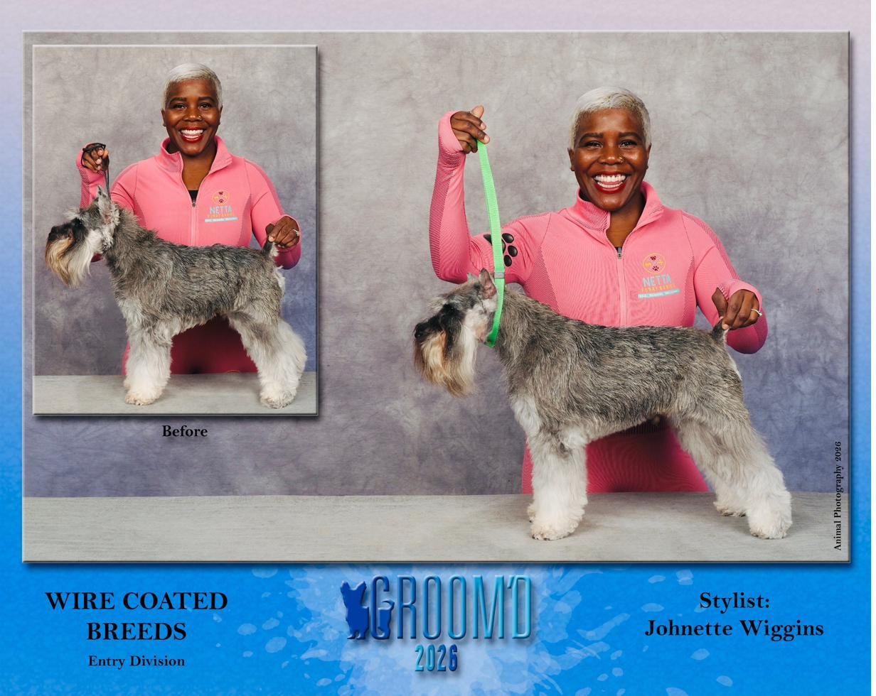 Before and after of a schnauzer's competition groom at GroomD 2026, Wire Coated Breeds, styled by Johnette Wiggins