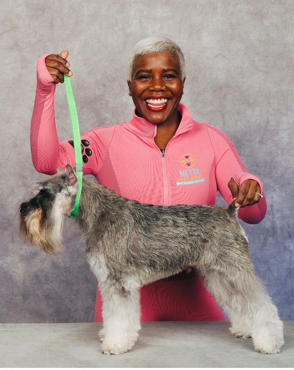 Johnette presenting a freshly groomed schnauzer in show condition