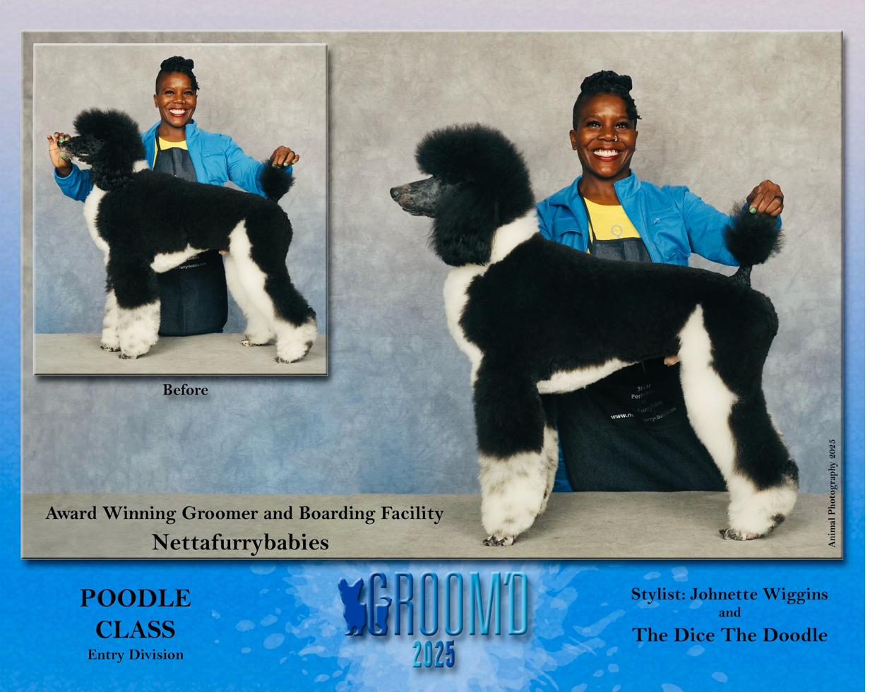 Before and after of Dice the Doodle's competition groom at GroomD 2025, Poodle Class, styled by Johnette Wiggins