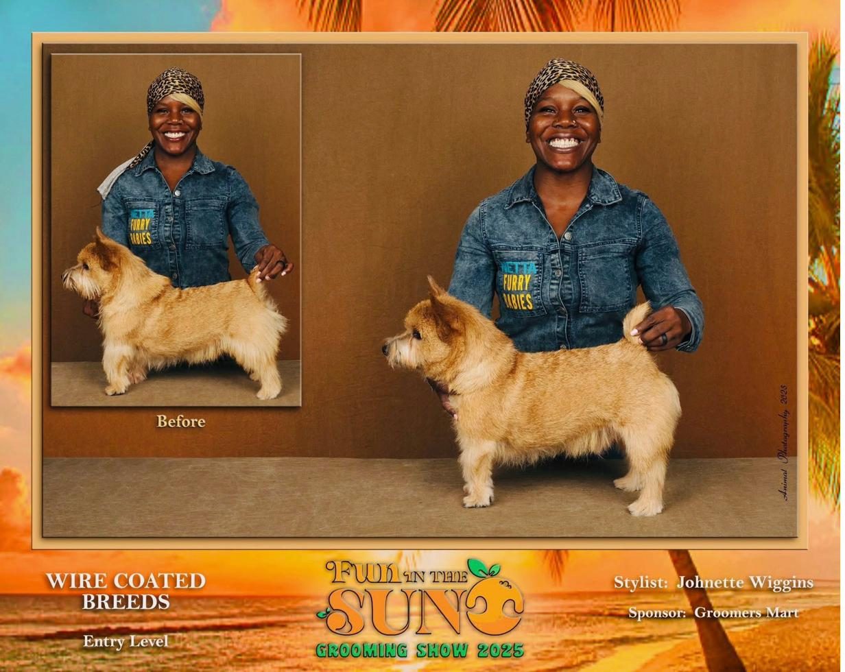 Before and after of a wire-coated terrier at the Fun in the Sun Grooming Show 2025, styled by Johnette Wiggins