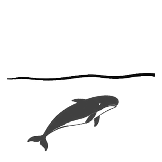 White-bellied ink whale breach preview