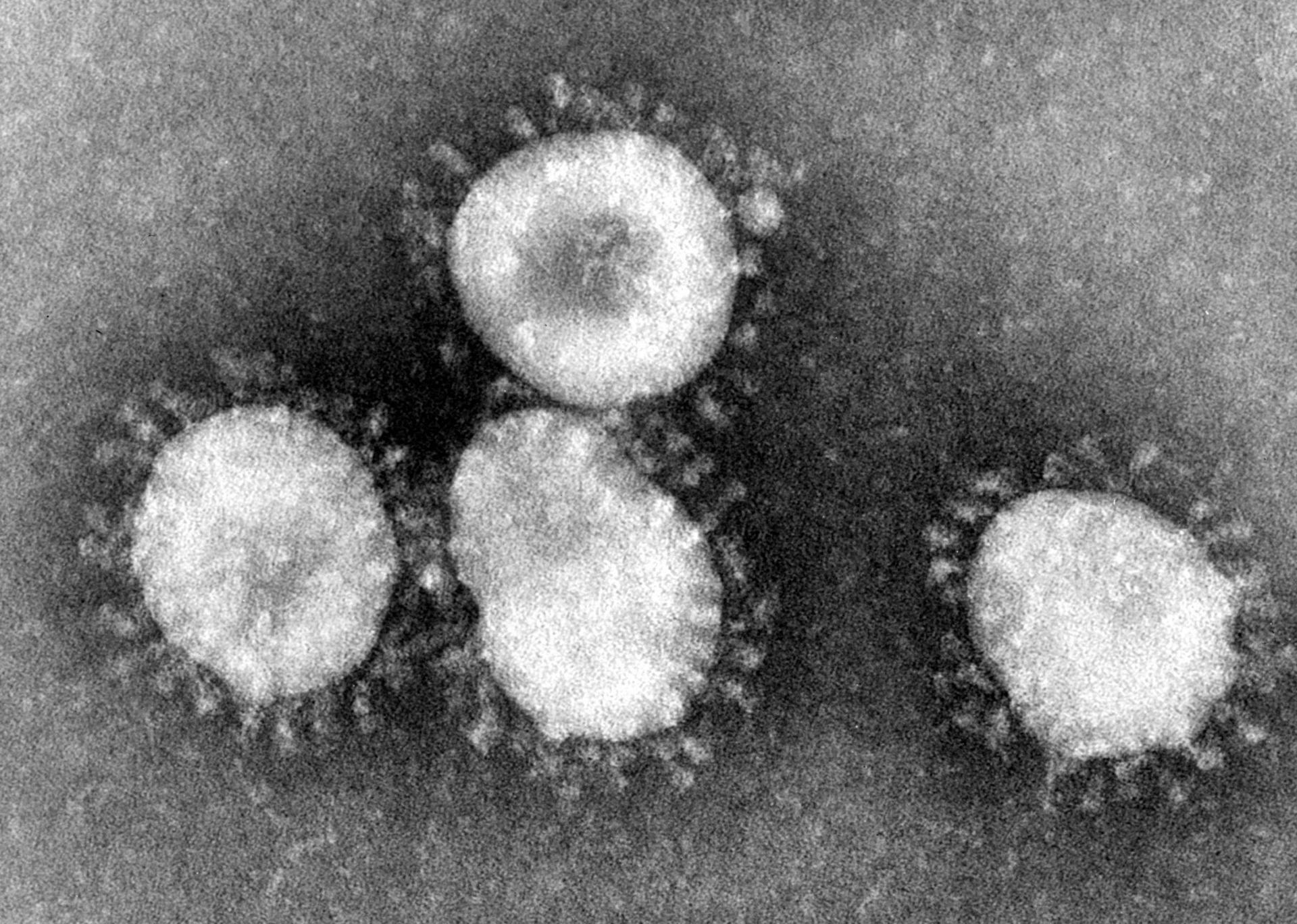 Image of Coronavirus