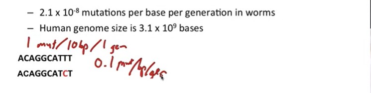 There is the show, if the worm mutation rate to human, how many base mutations do human have? and the ans is 65 new mutations