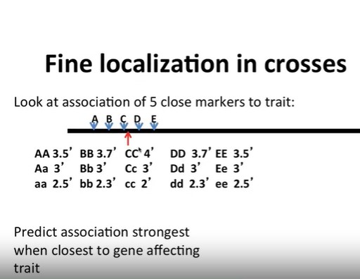 Fine localization in crosses