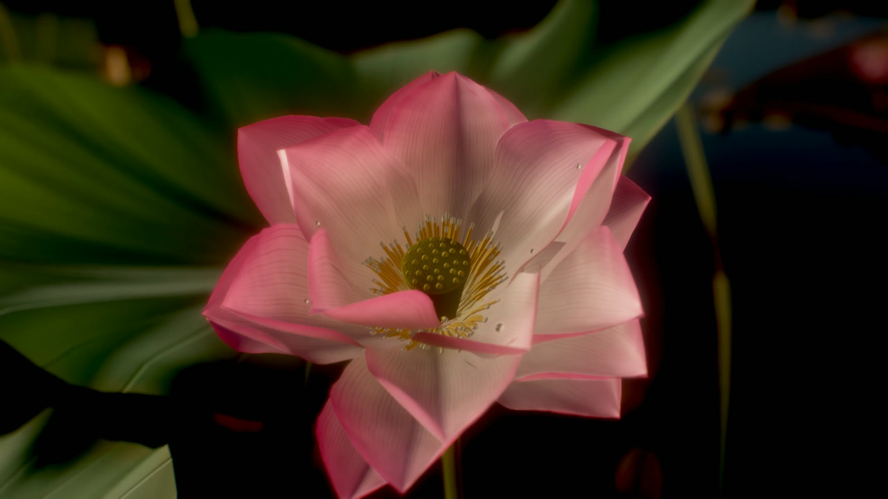 Pink lotus flower in full bloom with golden stamens and dew drops