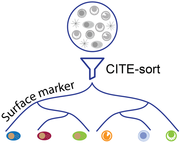 CITE-sort