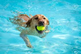 Golden labrador swimming with a tennis ball in its mouth