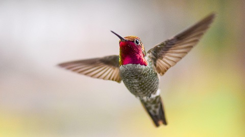 Hummingbird flying with its wings fully extended