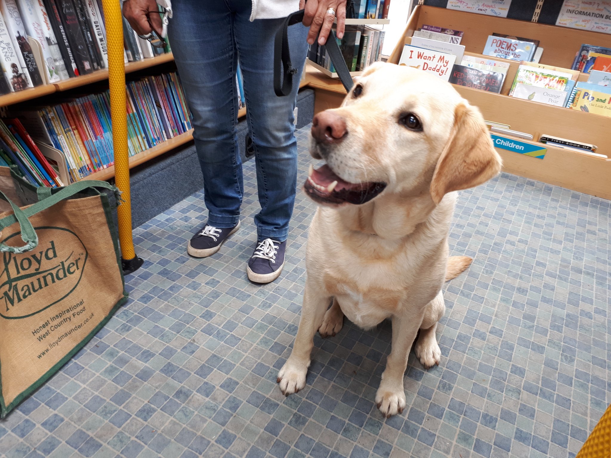 A labrador sittng nicely in a mobile library