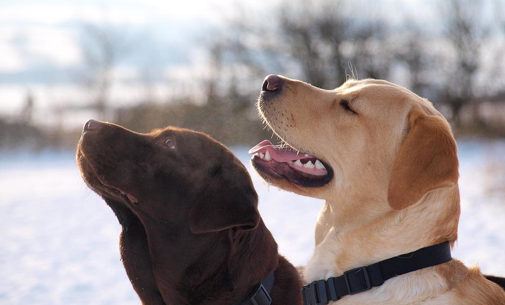 A photo of two labradors in the snow