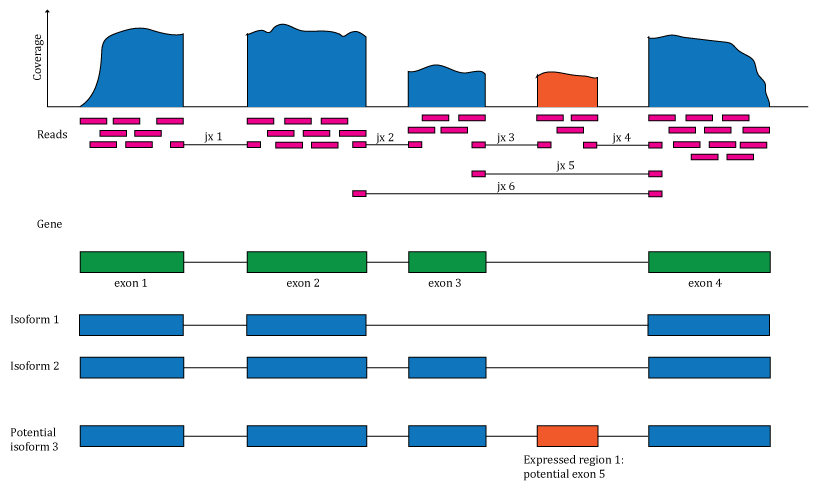 Overview of the data available in recount2. Reads (pink boxes) aligned to the reference genome can be used to compute a base-pair coverage curve and identify exon-exon junctions (split reads). Gene and exon count matrices are generated using annotation information providing the gene (green boxes) and exon (blue boxes) coordinates together with the base-level coverage curve. The reads spanning exon-exon junctions (jx) are used to compute a third count matrix that might include un-annotated junctions (jx 3 and 4). Without using annotation information, expressed regions (orange box) can be determined from the base-level coverage curve to then construct data-driven count matrices.