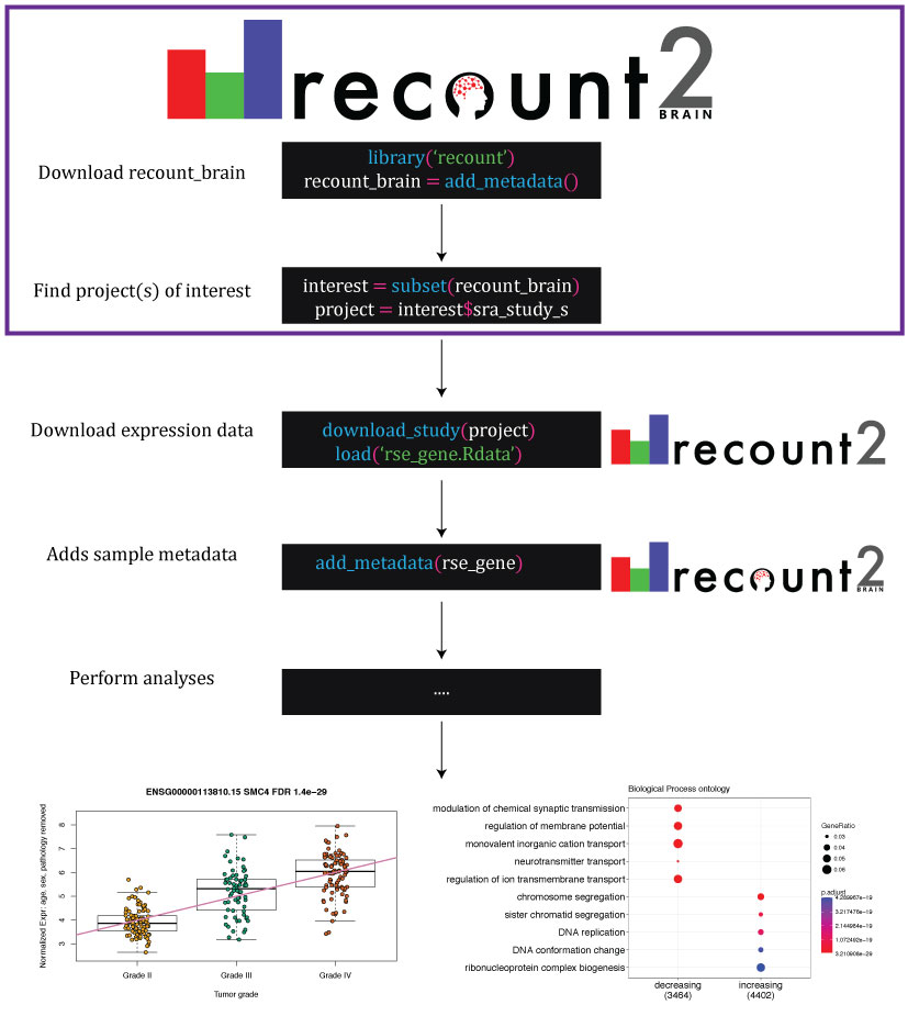 Uses of recount-brain and its relationship with recount2 . recount-brain facilitates identifying project(s) of interest (purple box) programmatically or interactively through https://jhubiostatistics.shinyapps.io/recount-brain/ . After downloading expression data from recount2 , recount-brain can enrich the sample metadata for brain studies. This information can be used to perform analyses to find differentially expressed genes and enriched gene sets such as those exemplified with SRA Study SRP027383 (Bao et al., 2014) , where the top differentially expressed gene among glioblastoma samples in recount2 is SCM4 . Black boxes represent R code with functions highlighted in blue, input arguments in green, and R objects in white.
