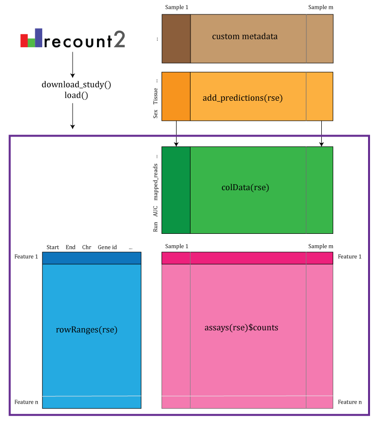 recount2 provides coverage count matrices in RangedSummarizedExperiment (rse) objects. Once the rse object has been downloaded and loaded into R, the feature information is accessed with rowRanges(rse) (blue box), the counts with assays(rse)\$counts (pink box) and the sample metadata with colData(rse) (green box). The sample metadata can be expanded using add\_predictions(rse) (orange box) or with custom code (brown box) matching by a unique sample identifier such as the SRA Run id. The rse object is inside the purple box and matching data is highlighted in each box.