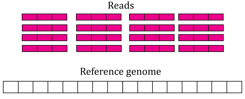 RNA-seq starting data. 16 RNA-seq un-aligned RNA-seq reads 3 base-pairs long are shown (pink boxes) along a reference genome 16 base-pairs long (white box).