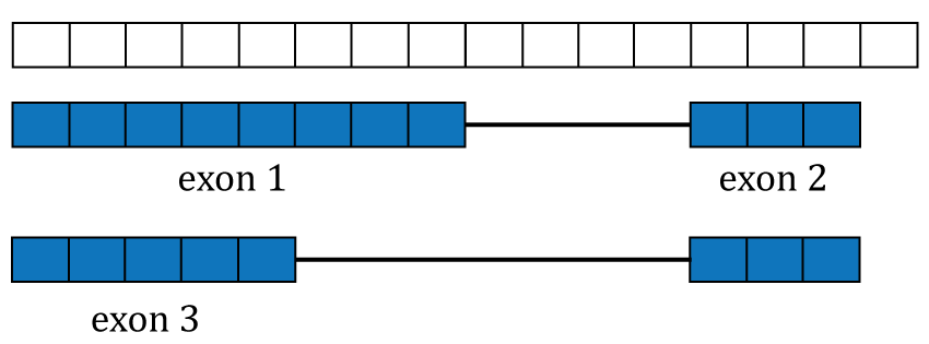 Gene annotation. A single gene with two isoforms composed by three distinct exons (blue boxes) is illustrated. Exons 1 and 3 share the first five base-pairs while exon 2 is common to both isoforms.